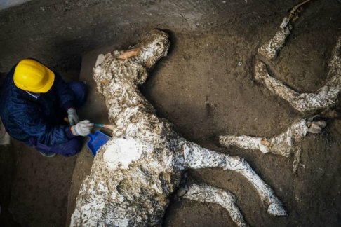 Remains of a horse with saddle and bronze harness found in Pompeii_found 2019.jpg