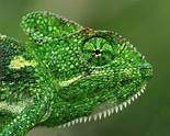 Green chameleon.jpg