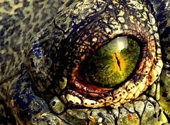 yellow green croc eye.jpg