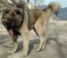 Armenian Gampr dog_2.jpg