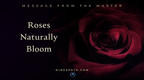 master roses bloom feat.jpg