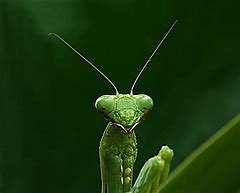 Praying Mantis_2.jpg