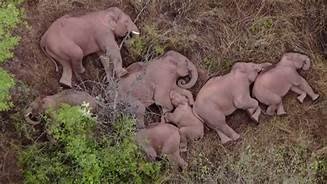 Asian elephants near Kunming Yunnan province China.jpg