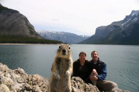 funny-animal-photobombs-1__880.jpg