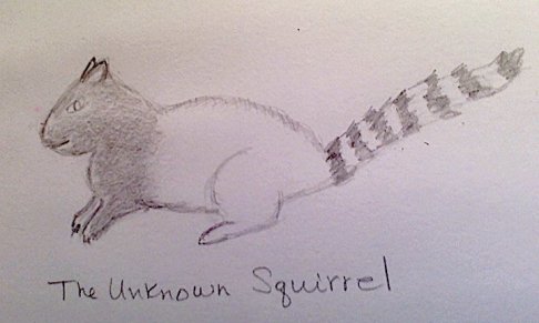 Unknown squirrel.jpg