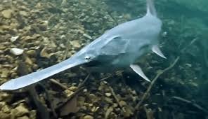 paddle of Chinese paddlefish.jpg